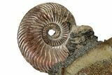 Iridescent, Pyritized Ammonite (Quenstedticeras) Fossil Display #353741-1